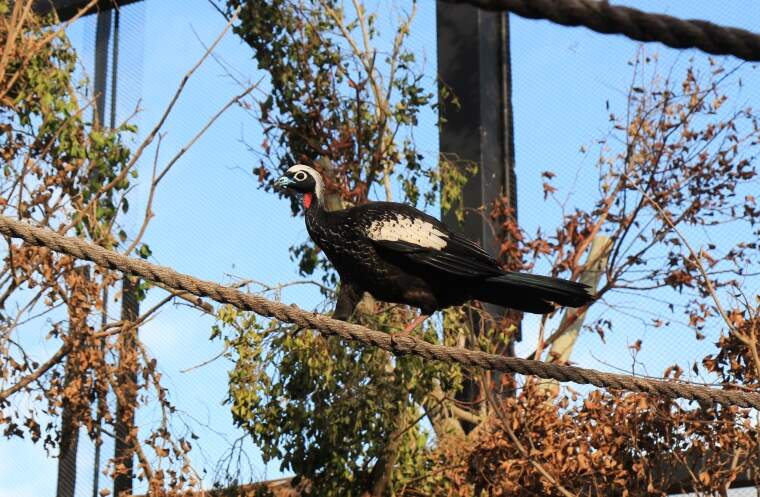 Reprodução/Parque Três Pescadores
