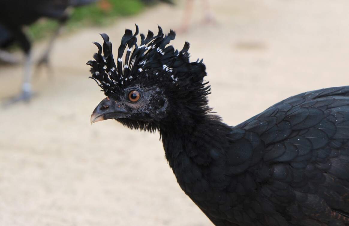 Reprodução/Parque Três Pescadores