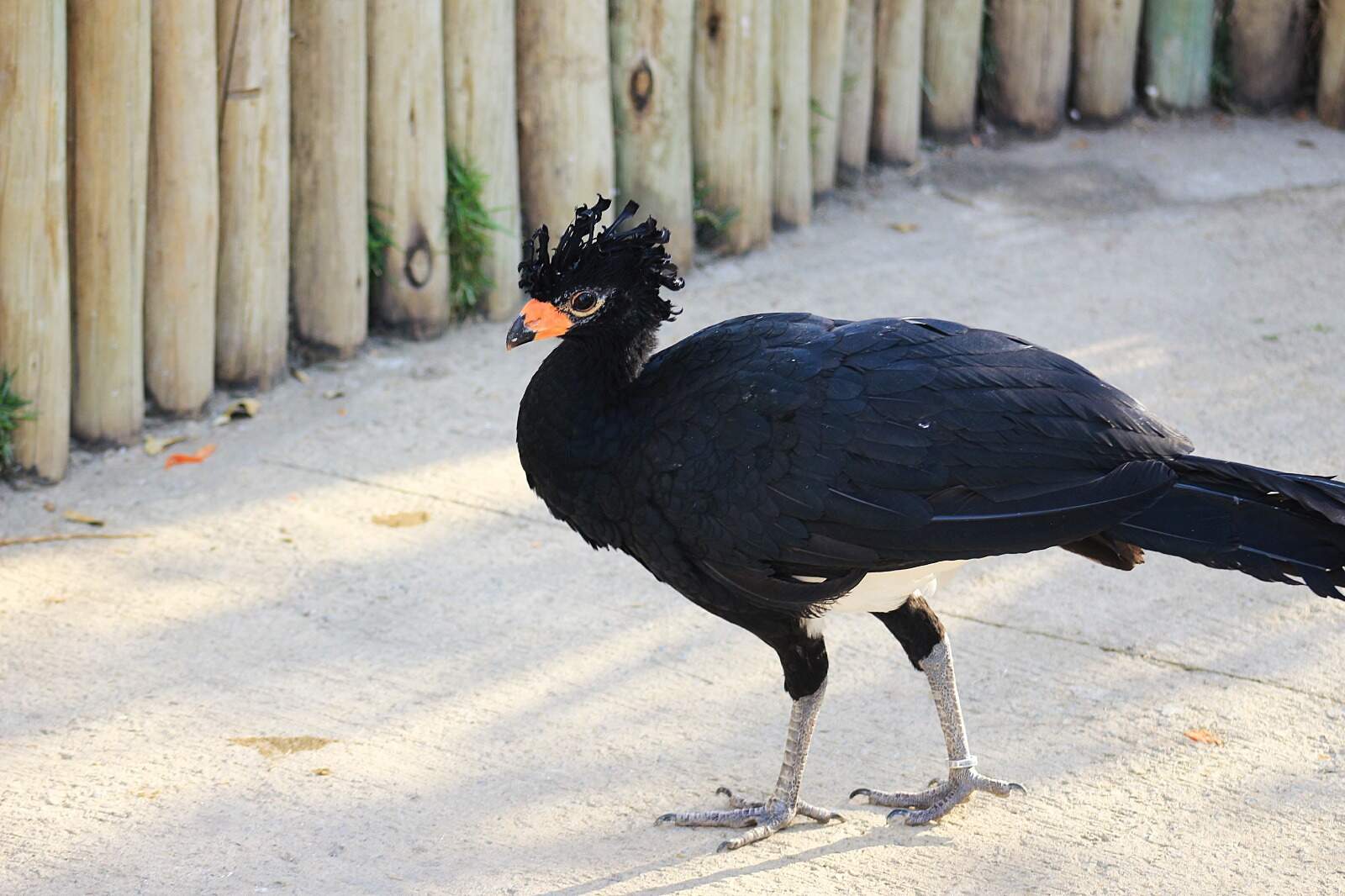 Reprodução/Parque Três Pescadores