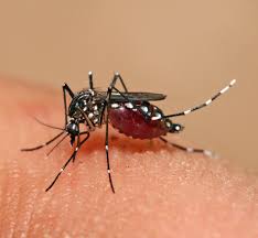 aedes_4