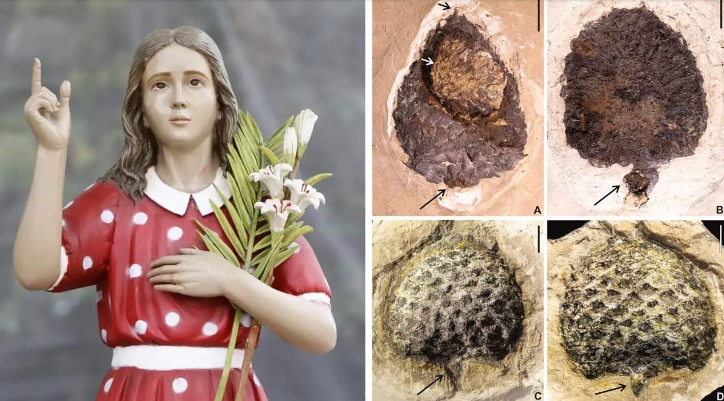 Fabiane de Paula / Museu de Paleontologia Plácido Cidade Nuvens