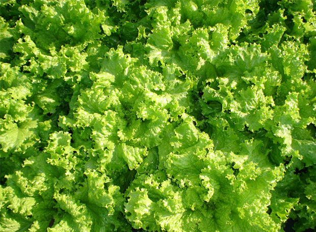 dicas_da_ivana_25_10 dicas_da_ivana_25_10