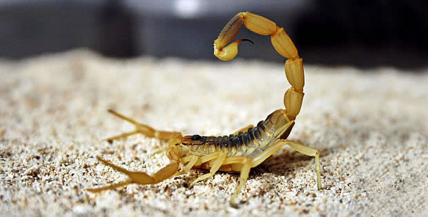 escorpiao_deathstalker escorpiao_deathstalker