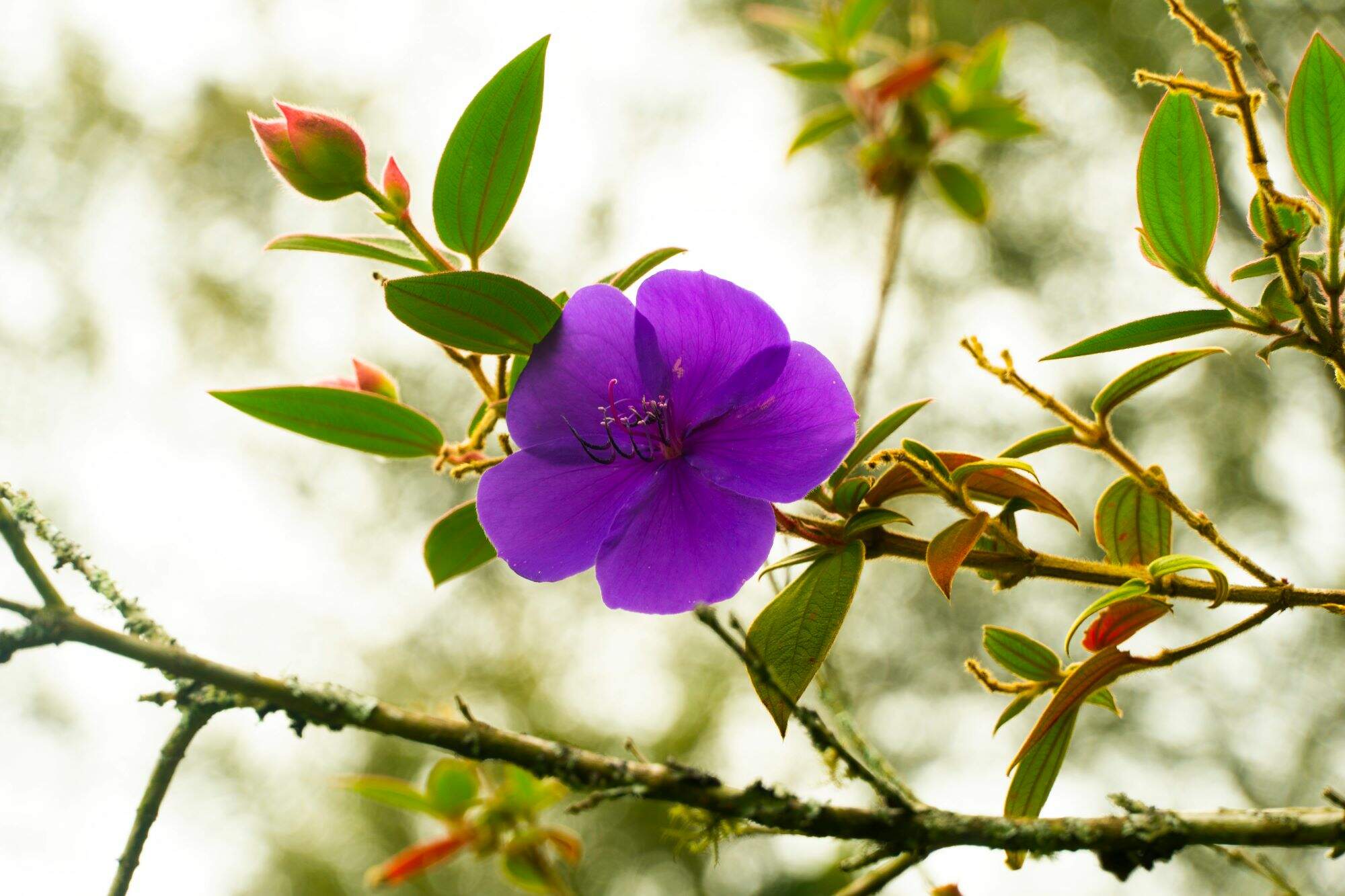 hernan ceballos/ Shutterstock