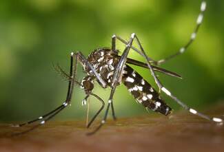 Mosquito da dengue - Ministério da Saúde