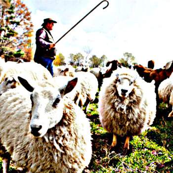 pastor e ovelha
