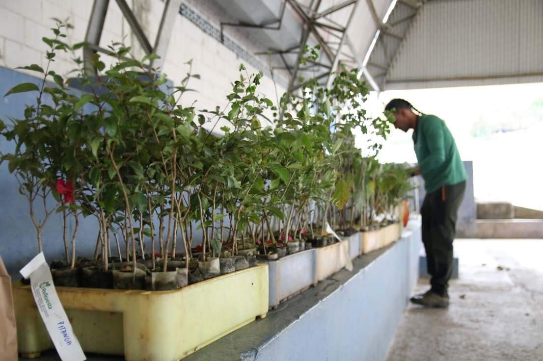 João Pedro Oliveira / A12 