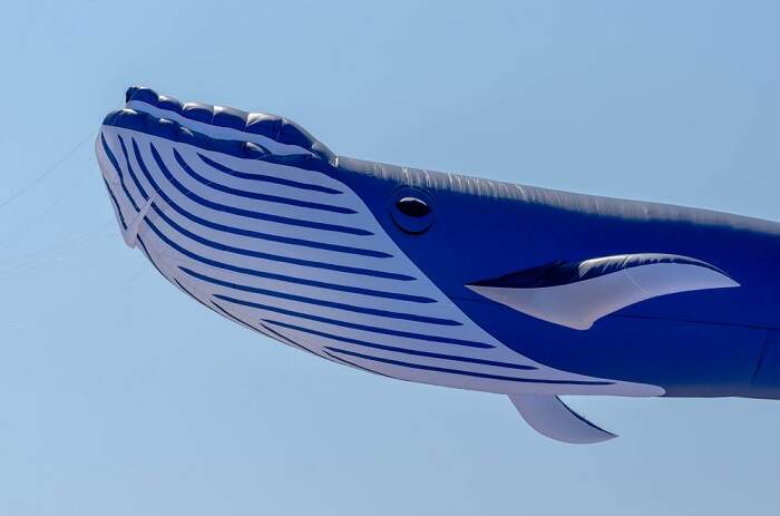 Baleia Azul ( Crédito: Shutterstock)